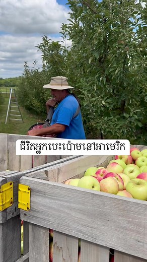 34K views · 311 reactions | Apple picking #taiwanese #Otaru #ginza #kihei #tokyocafe #characterfood #shorts #sport #eat #style #share #smile #everyone #explore #entertainment #relax #reelsviral #reelsfb #reelsvideo | I Share from USA | Facebook