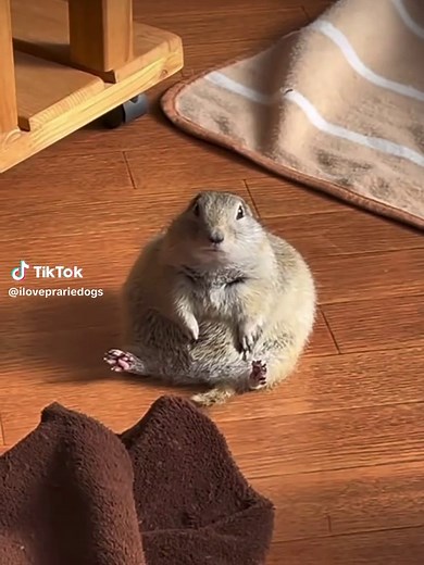 Understanding Prairie Dog Behavior and Characteristics