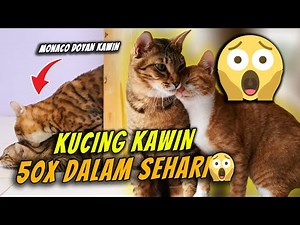 KUCING KAWIN 50 KALI DALAM SEHARI , INI BEBERAPA FAKTA KUCING KAWIN 😱