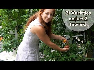 Growing Hydroponic Tomatoes: Discover the Best tomato Varieties for Your Tower Garden.
