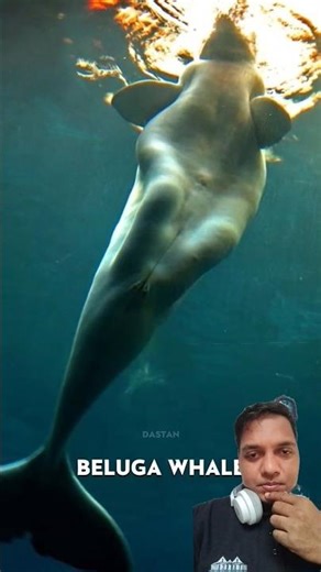 Beluga whale rare photos #trending #facts