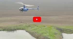 Helicopter Hog Hunters Encounter Feral Hog Sounder of 40  Animals, Take Them All Out