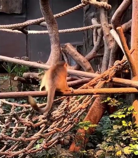 LOVELY MONKEYS🐒 @Ocean Park #shorts Subscribe! 海洋公園可愛金絲𤠣 歡迎訂閱！