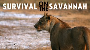 Survival on the Savannah