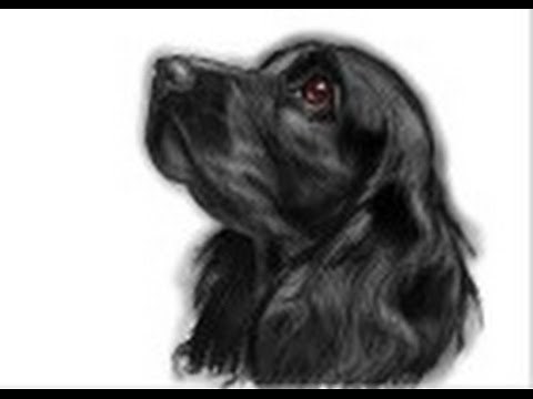 How to draw a Cocker Spaniel