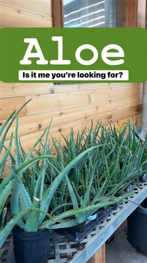 Aloe, is it me you’re looking for? If so, we have aloe in many different sizes for you! Aloe vera is known for its anti-inflammatory, skin protection, anti-bacterial, anti-viral, antiseptic, and wound healing properties. And a bonus is that they are very low maintenance! | SPROUTS GREENHOUSE LLC