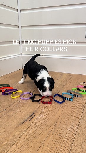Letting Puppies Choose Their Collars & Names