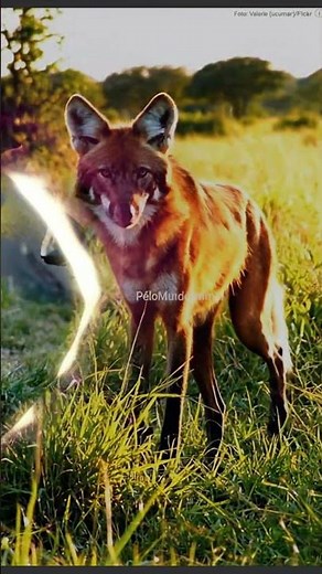The Maned Wolf: The Solitary Giant of the Cerrado!