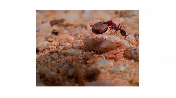 How to Control Harvester Ants [DIY Pest Control]