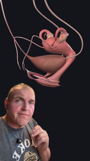 48K views · 25K reactions | When glands go rogue, it’s never good. #anatomy #science #medical | SCI Body Therapy | Facebook