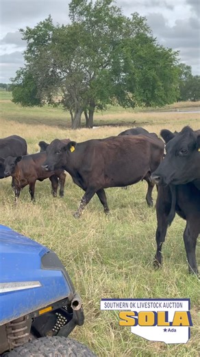 💥Super nice set of five year old cows selling this Thursday, June 13th, 2024💥 ‼️24 cows and a nice young bull. ‼️These cows will be bred to calve starting in September. ‼️ Including 7 pairs. ‼️We will sell this set of cows around noon on Thursday. ⭐️⭐️If you are needing a nice set of replacements you don’t want to miss this opportunity.⭐️⭐️ | SOLA - Southern Oklahoma Livestock Auction