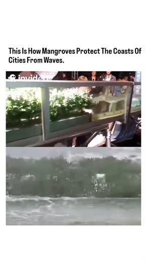 How Do Things Work | Mangroves protect cities from waves by acting as a natural buffer that dissipates wave energy through drag and friction, stabilizes coastal... | Instagram