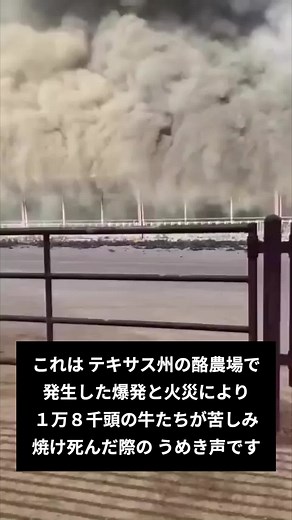 テキサス州の酪農場における牛の爆発事故とヴィーガンの視点
