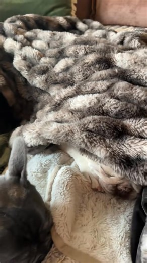 It’s only the first small cool front of the season and they are already requiring blankets. 😂 #ofcourse #fall #cozy #love #finally | Hannah B's Frenchies