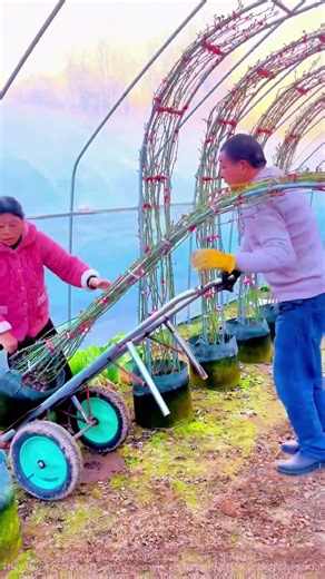 DIY Cart Saves the Day: Daily Greenhouse Flower Organization, Efficiency Boost!