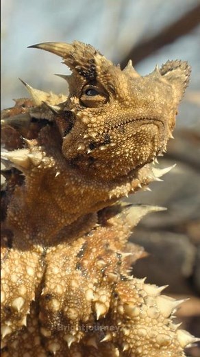 World’s Strangest Lizard: Drinks Water Through Skin #reels #facts
