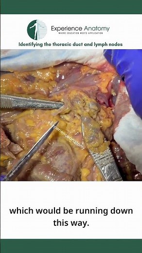 Thoracic duct