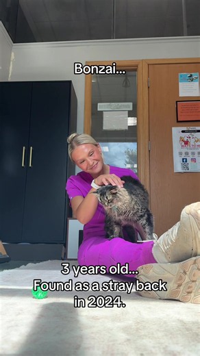 Long-Stay Shelter Cats Ready for Forever Homes
