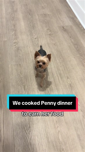 POV: Your husband cooks your dog dinner every night #spoileddogs #yorkiesoftiktok #dinnertime #cookingdinner #yorkiepuppy