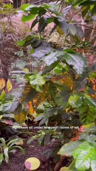 Did you know you can visit a secret botanical garden in central London? This is Barbican Conservatory, a tropical oasis that houses around 1,500 species of plants and trees. The conservatory at the iconic Barbican Centre and is one of the biggest greenhouses in London. Admission to explore this enchanting leafy sanctuary is free but you must book a ticket in advance🌿 Will you be adding this spot to your London to-do list? 📍Barbican Conservatory #VisitLondon #LetsDoLondon | Visit London