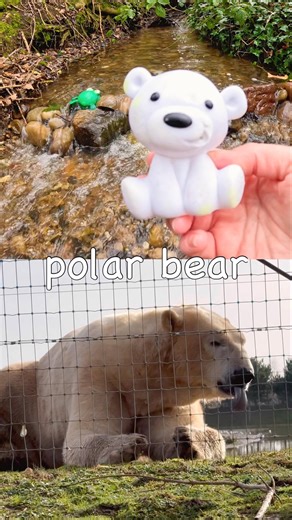 Sea Animal Names | Kids Learn at the Waterfall: Zebra Shark Hermit Crab Polar Bear Octopus Walrus