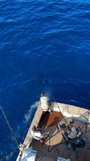 Azores - Bad Company released a Blue Marlin (950). | Billfish Report LIVE