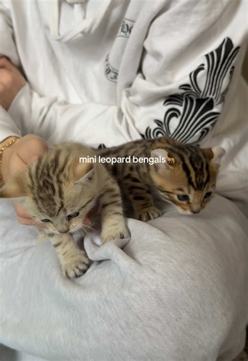 Adorable Bengal Kittens: Discover Their Charm