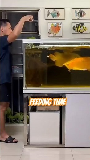 Arowana fish feeding time #fishtank #aquariumlife #fish #aquariumfish #arowana #arowanafish #shorts