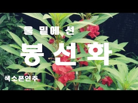 (색소폰연주) 울밑에선 봉선화야 네모양이 처량하다~ #울밑에선봉선화 #鳳仙花 (Garden Balsam) #우울할때듣는노래 #홍난파 #김호중 #색소폰연주 #Tenor Saxo.