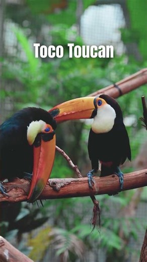 Bird Toco Toucan Nature - Faunema