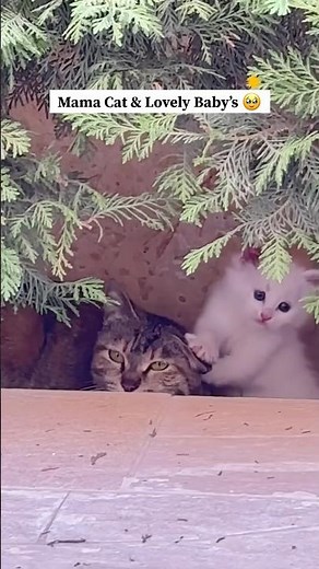 Mama Cat with Playing Baby Cat 🥰🥰#animallovers #cat #kitten
