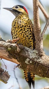 Evolution really said: “add hearts.” ❤️🐦 This is the Green-barred woodpecker, and those heart-shaped markings aren’t edited or symbolic. They’re a natural feather pattern that just happens to line up perfectly in the right light. Even cooler? Unlike most woodpeckers, this species spends much of its time on the ground, hunting ants and termites instead of clinging to tree trunks. Same tools, totally different lifestyle. Nature’s quiet flex. #natureiswild #animalfacts #birdwatching #wildlifephoto
