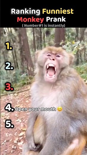 Ranking the Funniest Monkey Pranks Ever 🤣🐒 #viral #shorts #fail #lol #monkey