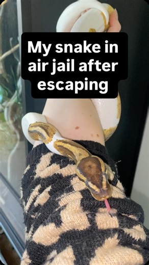 Hannah on Instagram: "Petunia is our resident escape artist with many records to her name 🐍 1. Most escapes of any animal in the house. 2. Longest single escape of any animal in the house, spanning multiple days. 3. Most successful sits behind the sofa. 4. Most time spent ontop of and behind other vivariums. I’m convinced she gets out to beef with and torment the other animals, making them jealous of her adventures 🐍 Does anyone else have a reptile which is fantastic at escaping? I feel like w