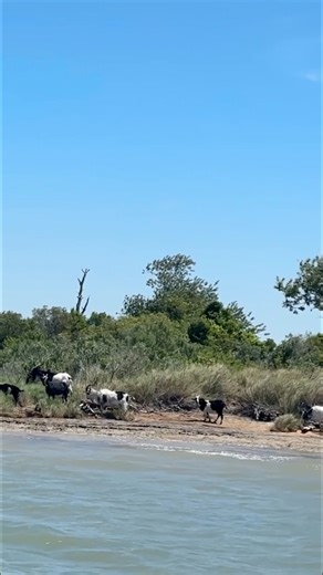🐐 Goat Island Weather Watchers On Smith Island, there’s a fun local tradition: when the goats wander down to the shoreline, it’s said that bad weather is on the way. Generations of islanders have watched this little folk tale play out, a charming reminder of how closely life here is tied to the Bay and its rhythms. Our 2026 calendar is now ready if you’d like to book for next year and experience more of Smith Island’s stories and traditions! 🌊🐐 #experiencesmithisland #SmithIsland #daytrip #go