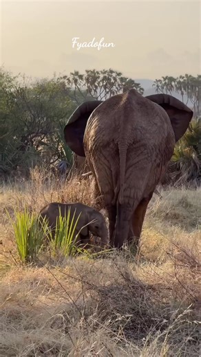 Little Baby Elephant – Only 1 Week Old 🐘💖 Just 7 days old and already stealing hearts! 🐘✨ Watch this tiny giant take its first steps into the wild. 💕 #BabyElephant #WildlifeMagic #TinyGiant #NatureLovers #animals #safari #nature #WildlifeReels | Fyado fun