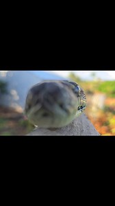 Check out this beautiful coastal carpet python we relocated from Mount Tarampa. 🐍 He must have recently shed as you can see the beautiful iridescence on his scales shining in the sunshine! 🌈 Unfortantely, he had to be moved along as he was a bit too interested in the chooks! 🐔 Stenzel’s Wildlife Relocations 0422 762 284 - Lachlan & Maddy 🐍🦎🦇 #stenzelswildliferelocations #snakecatcher #lockyervalley #aussiebush #snake #snakecatching #shining #fypシ | Stenzel’s Wildlife Relocations