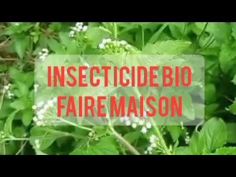 composition de l'insecticide Bio faire maison très facile à produire