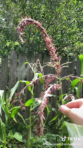 Hot tip: hand pollinate your corn! #growyourownfood #homesteading #gardening101 #backyardgard #urbangarden #tiktoktaughtme #learnontiktok