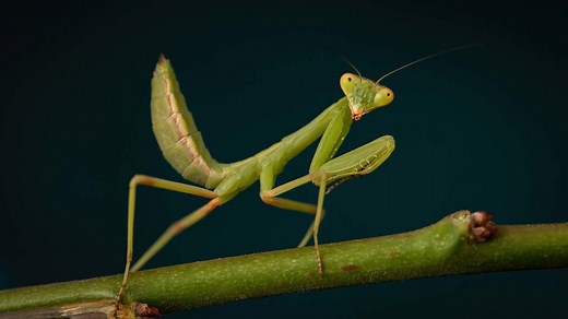 The Ultimate Hunter: How the Mantis Strikes with Precision and Speed