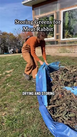 Roots & Rabbits Homestead on Instagram: "As we head into colder months, it’s the perfect time to start storing up greens for your meat rabbits — things like comfrey, clover, and raspberry leaves. Drying and saving them now helps cut pellet costs and keeps your rabbits’ diet natural all winter long 🌿 I’m also talking about how pregnant does can act totally different this time of year — more protective, moody, or nesting like crazy. It’s all part of their natural instinct getting ready for kindli