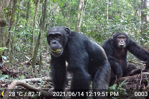 Chimps’ Alcohol Intake Revealed in Boost for ‘Drunken Monkey’ Hypothesis