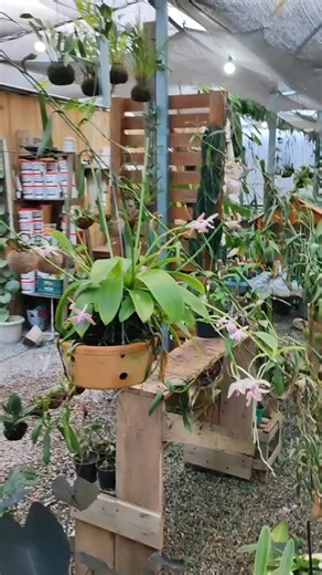 Curso Completo de Orquídeas – Do Zero à Floração 🌺 🚀 HOJE é o momento de começar! Aprenda tudo sobre o cultivo de orquídeas: plantio, adubação, rega, iluminação e recuperação de plantas. Tenha acesso vitalício, suporte online, garantia total e o selo de confiança de 400 mil alunos aprovados. Domine as técnicas que fazem suas orquídeas florescerem o ano inteiro! 🌿 Crédito @planetadasorquideas0 #CursoDeOrquídeas #CultivoFácil #OrquídeasFloridas #AprendaCuidar #Orquidofilia #FloresEmCasa #AmorPo