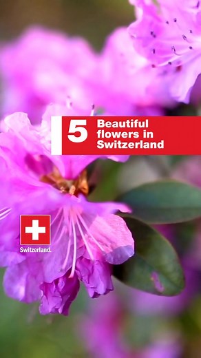 1.8K views · 72 reactions | Discover some beautiful Swiss flowers!   Which one is your favorite? | About Switzerland | Facebook
