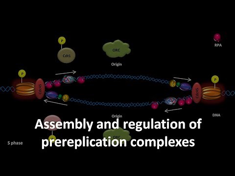 Prereplication complex assembly and regulation