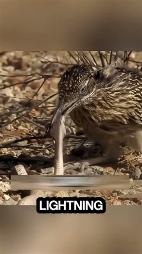 Roadrunner vs Rattlesnake 🐦⚡🐍