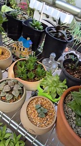 Haworthia collection 🪴☘️🌿🥰 #bikolanahardinera #garden #fblifestyle | Bikolanahardinera