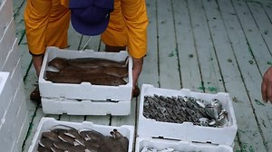 Un pêcheur déplace des caisses de polystyrène remplies de poissons pêchés dans l'océan