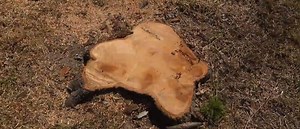 A pecan tree disappeared from a front yard, but what happened and why? | News Channel 3-12