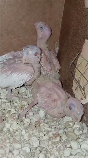 😍 Tiny Baby Parrots Growing Up – Too Cute to Handle! 🐣